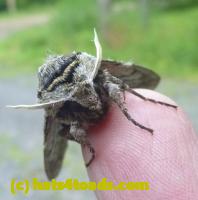 /home//u458753944/public_html/sourcegallery////Insects and small critters/butterflies and moths (Lepidoptera)/P1030437.JPG